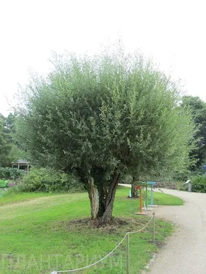 Ива белая (Salix alba) C10L – Ваш сад