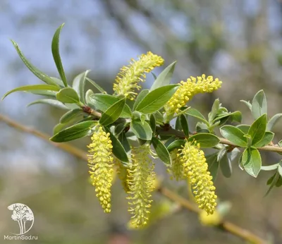 Ива белая Вителина (Salix alba \"Vitellina\") - Питомник растений Владимира  Овчинникова