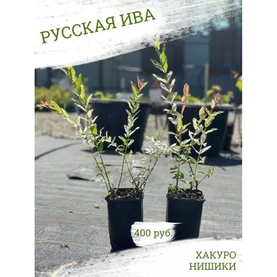 Купить Иву цельнолистную Хакуро-нишики (Hakuro-nishiki) недорого в  питомнике Южный