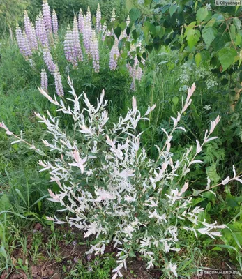 Ива цельнолистная хакура нишики на штамбе, штамб метр - Экзотик Флора