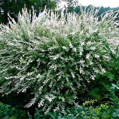 Ива \"Хакуро Нишики\" купить саженцы в Нижнем Новгороде.