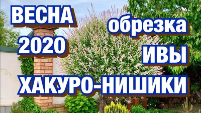 Купить Ива Цельнолистная Хакуро Нишики st. С3/80-80/ в питомнике в Москве.  Интернет-магазин саженцев Садовый центр № 1