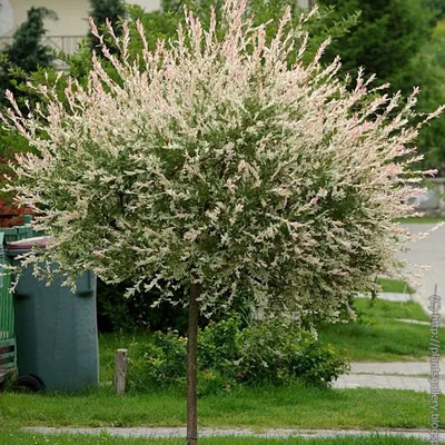 Садовые Растения Ива цельнолистная Hakuro Nishiki (Хакуро Нишики)