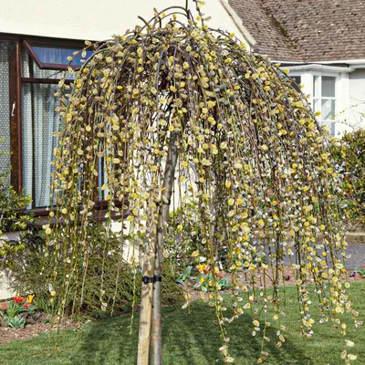 Ива козья Пендула (Salix caprea Pendula) - «Ива козья любима не только  козами, но и садоводами, а также часто используется ландшафтными  дизайнерами. » | отзывы