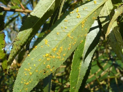 Ива лохолистная Ангустифолия / Salix elaeagnos Angustifolia С20 / Ра 90 /  Н180-200 – фото, отзывы, характеристики в интернет-магазине ROZETKA от  продавца: ImportPlant | Купить в Украине: Киеве, Харькове, Днепре, Одессе,  Запорожье, Львове