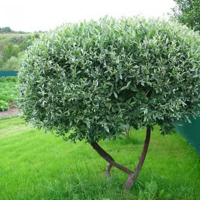 Ива лохолистная или лоховидная, Salix elaeagnos