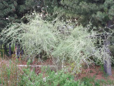 Груша иволистная (Pyrus salicifolia) - Всё о бегониях и не только...