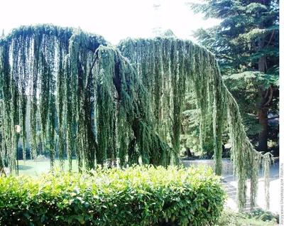Светлана. Сад, дом, декор on Instagram: “Ива Хакуро-нишики на штамбе растёт  уже у многих садоводов на участке. ⠀ У меня первое такое деревце появи… |  Plants, Garden