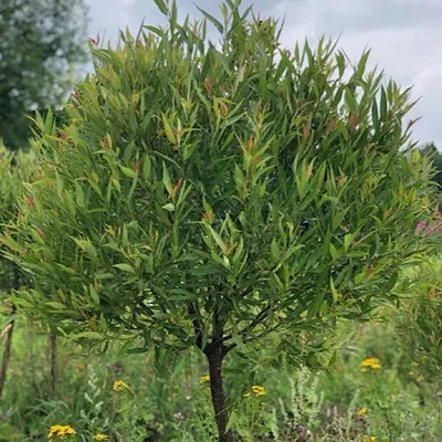 Ива ломкая, шаровидная (Salix fragilis) | Ракита. Питомник растений