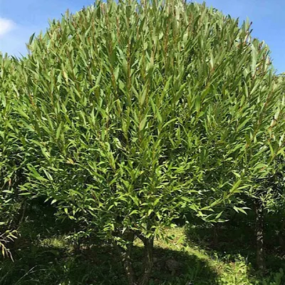 Ива ломкая, шаровидная (Salix fragilis) | Ракита. Питомник растений