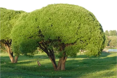 Ива ломкая Булата (Salix fragilis Bullata) Р9 — Питомник Летний сад