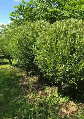 Ива ломкая Шаровидная с доставкой! 🌱 [Р778803]