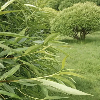 File:Autumn leaves Все краски осени Salix fragilis Ива шаровидная на фоне  неба 02.jpg - Wikimedia Commons