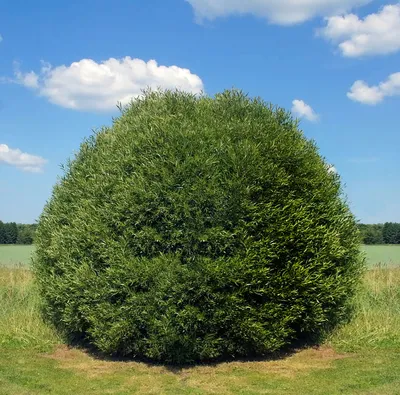 Ива ломкая, шаровидная (Salix fragilis) | Ракита. Питомник растений