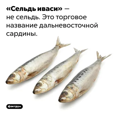 Как ловят рыбу на Дальнем Востоке. Корреспондент \"РГ\" вышла на промысел  иваси в Тихом океане - Российская газета