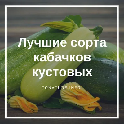 Семена Семена Украины Кабачок Кустовой 20г ❤️ доставка на дом от магазина  Zakaz.ua