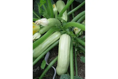 ЯЗУМА (КС 3714) F1 / YAZUMA (KS 3714) F1 - Кабачок, Kitano Seeds купить в  Украине - цена, фото, отзывы | Agrolife