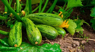 Пустоцветы на кабачках: причины и профилактика - полезные статьи о  садоводстве от Agro-Market24