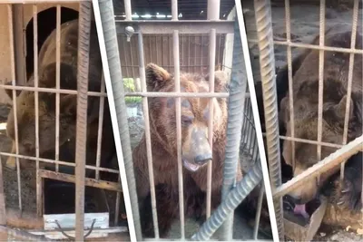 Три медведя в Магадане в Тольятти – честные oтзывы 🏆 адрес, телефон и 📸  фотографии на Yell.ru