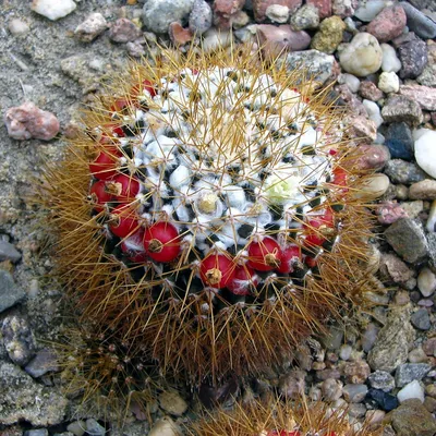 Отзыв о Кактус Маммилярия Вильда (Mammillaria Wildii) | Красиво цветет