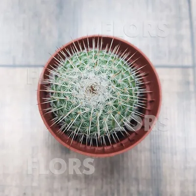 Mammillaria elongata cristata, Маммилярия удлинённая кристата, кактус-мозг,  Brain cactus, мозгокактус, экзотическое растение