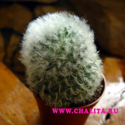 Кактус маммилярия Mammillaria vetula. Хабаровский край