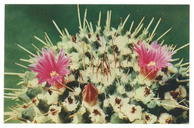 Маммиллярия бокасская (Mammillaria bocasana, маммилярия бокасана)