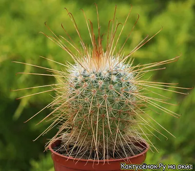 Кактус Маммилярия крупнососочковая (Mammillaria magnimamma)