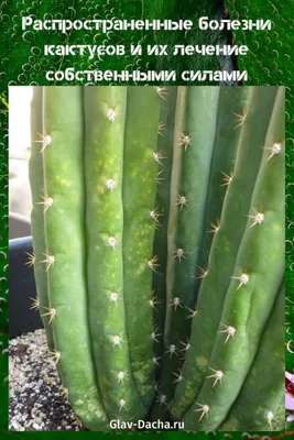 болезни кактусов и их лечение | Растения, Кактус, Полив растений