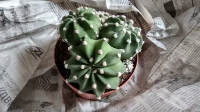 Нужно ли обрезать низ кактусов? - CactusLove