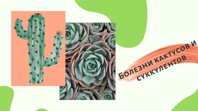 Как ухаживать за кактусом в домашних условиях | ivd.ru