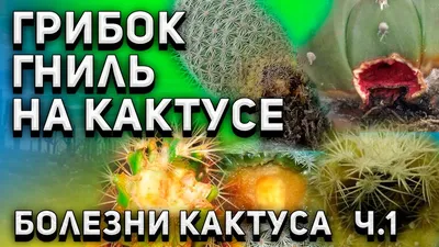 Кактус Большой (Cactus)