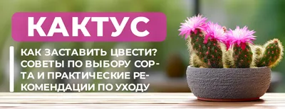 Кактус (микс) купить в Минске с доставкой | Cactus.by