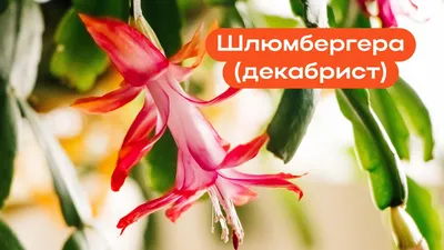 Определяем названия кактусов - Страница 71 - Форум цветоводов Фрау Флора