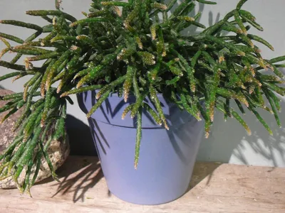 Эпифиллюмы — обильно цветущие лесные кактусы. Уход в домашних условиях.  Фото — Ботаничка