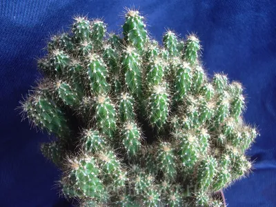 Трихоцереус чилийский» - картинка из статьи: «Основные виды кактусов в  Чили» | Nopal.ru