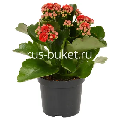 Каланхоэ войлочное (Kalanchoe tomentosa) — описание, выращивание, фото | на  LePlants.ru