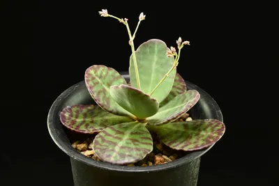 Каланхоэ (Kalanchoe) | Raritet-plants