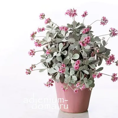 Растение ⌀ 10 Kalanchoe BLOSSFELDIANA без цветов (Каланхоэ, персиковое):  купить c доставкой почтой 🌸 Адениум дома