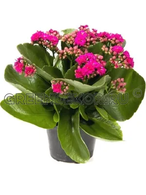 Kalanchoe PUMILA (Каланхоэ): купить 5 семян c доставкой почтой 🌸 Адениум  дома