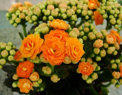 Заказать Комнатное растение «Каланхое» за 600 руб. в городе Первоуральске -  «Мастер и Маргаритка»