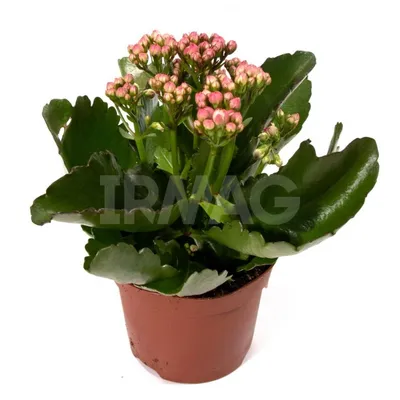 Растение ⌀ 7 Kalanchoe ROSALINA MINI (Каланхоэ, розовое): купить c  доставкой почтой 🌸 Адениум дома
