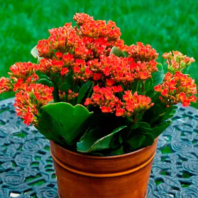 Растение ⌀ 10 Kalanchoe BLOSSFELDIANA без цветов (Каланхоэ, персиковое):  купить c доставкой почтой 🌸 Адениум дома