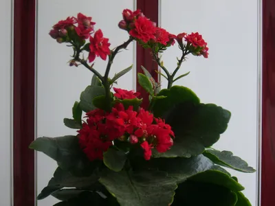 Каланхоэ (Kalanchoe) | Raritet-plants