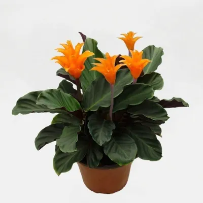 Калатея кроката в горшке (Calathea crocata) купить с доставкой в СПб