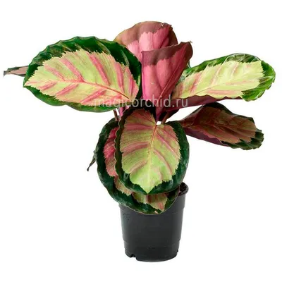 Калатея розеопикта Сильвия, Рози, Calathea roseopicta Silvia, Roze купить в  Москве - MAGICORCHID