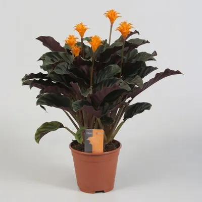 Калатеи (Calathea) | Комнатный сад | Дзен