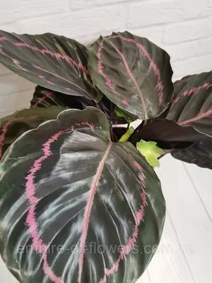 Калатея кроката в горшке (Calathea crocata) купить с доставкой в СПб