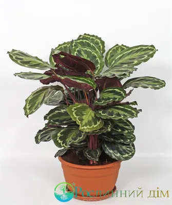 Калатея Варшевича (Calathea warscewiczii) — описание, выращивание, фото |  на LePlants.ru | Калатея, Растения, Лиственные растения