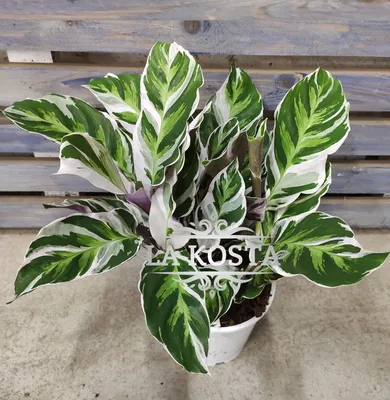 Калатея 14/55 (Calathea Mix)